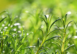 Rosemary