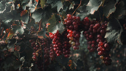 Red Vine